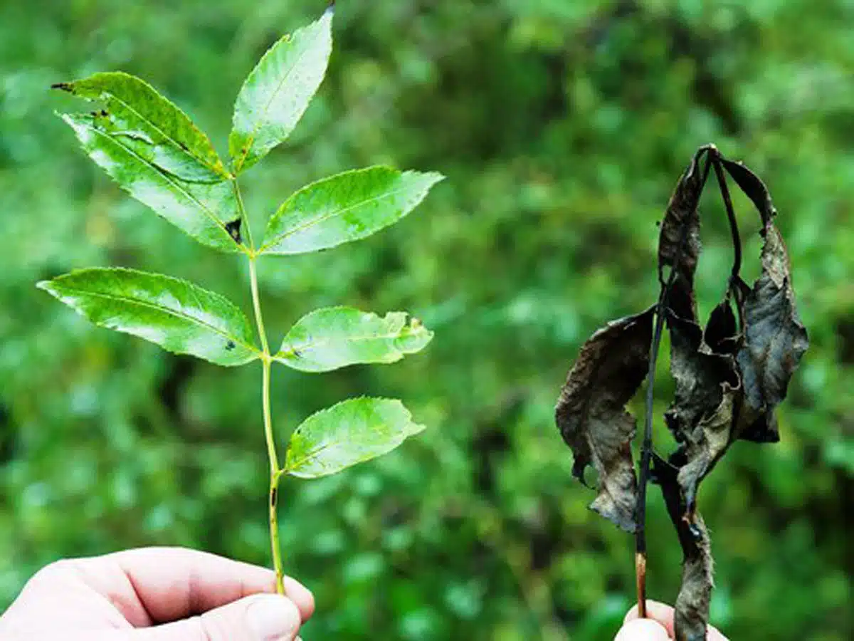 خرید نهال سالم