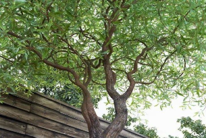 خرید انواع نهال بید