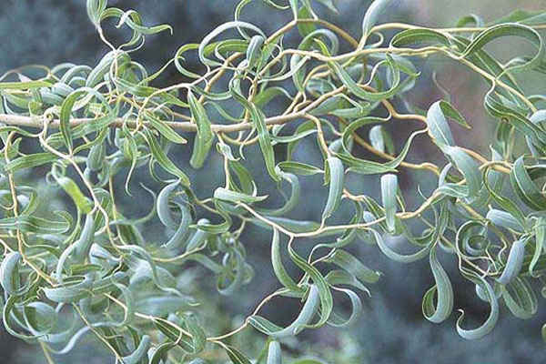 تولید نهال بید در نهالستان پاییز