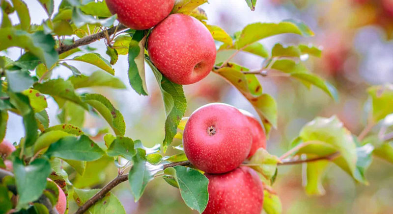 خرید نهال سیب