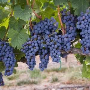 خرید نهال انگور ترکمن 4