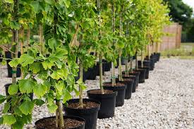 خرید نهال پایه بذری یا رویشی