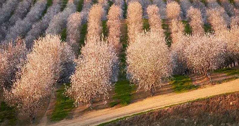نهال کم دردسر برای کاشت در مناطق معتدل
