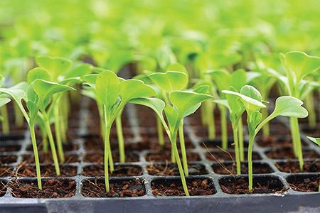 چگونه یک نهال سالم و اصیل بخریم