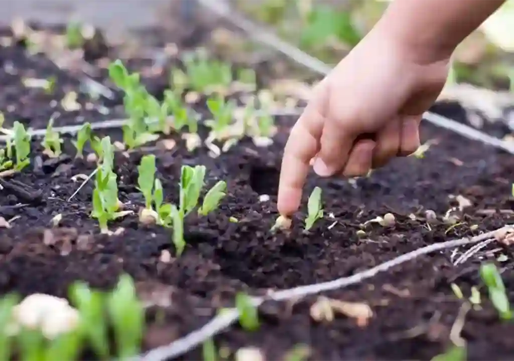 چگونه یک نهال سالم و اصیل بخریم