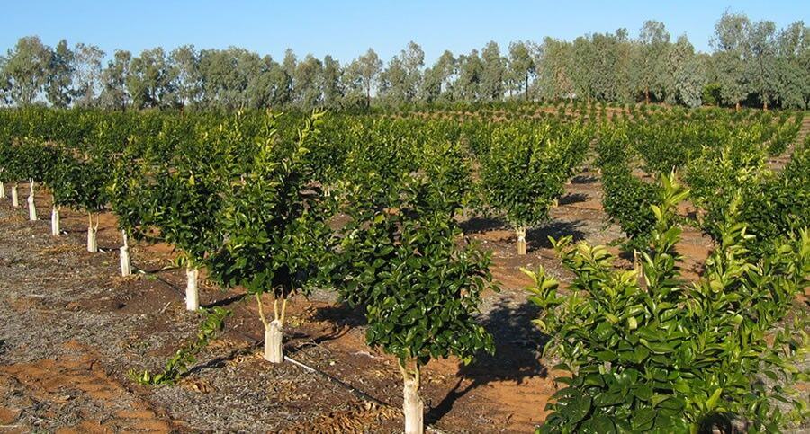 راهنمای احداث باغ میوه برای سودآوری