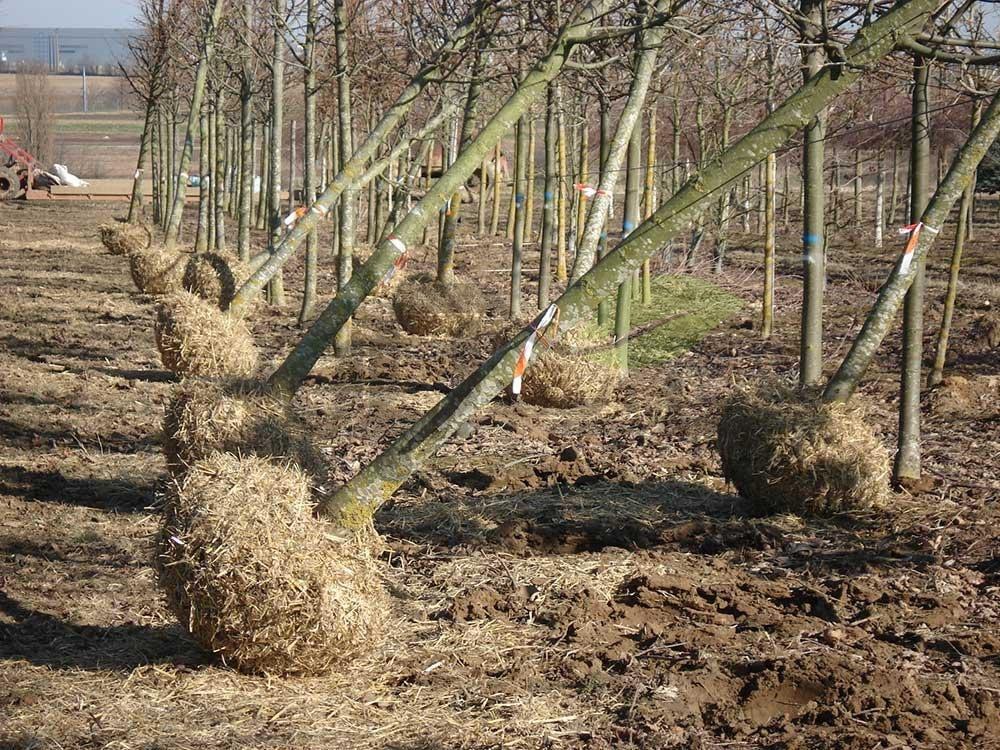 نهال کم دردسر برای کاشت در مناطق معتدل