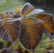 مقابله با سرمازدگی نهال