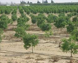 فاصله کاشت نهال گردو